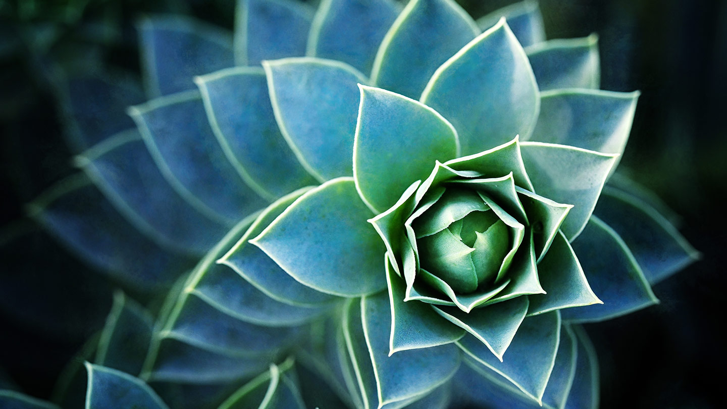 Flower design banner